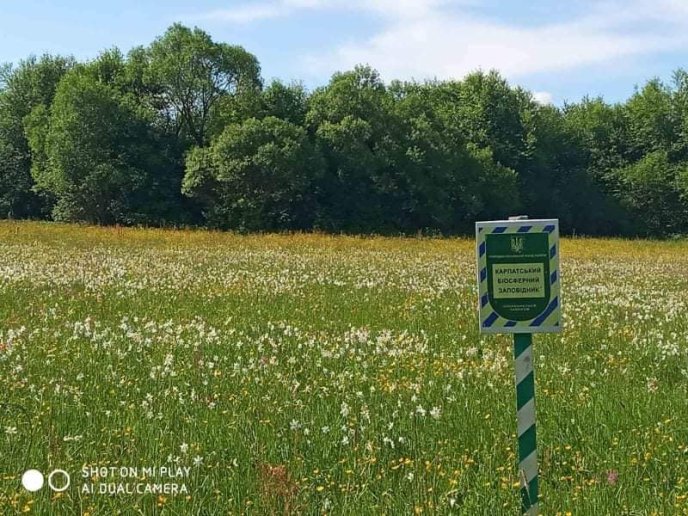 На Закарпатті почали масово квітнути нарциси: як виглядає знаменита Долина – 04