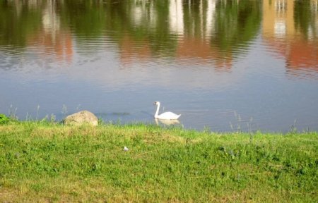 Білий лебідь оселився на Латориці – 01