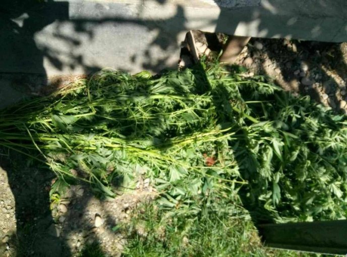 Закарпатець вирощував у теплиці плантацію конопель – 03