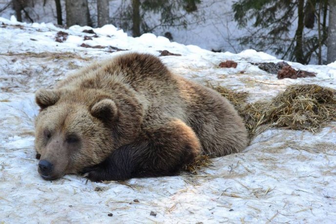 Соцмережі підкорюють фото ведмедів із Синевиру – 05 Соцмережі підкорюють фото ведмедів із Синевиру – 05
