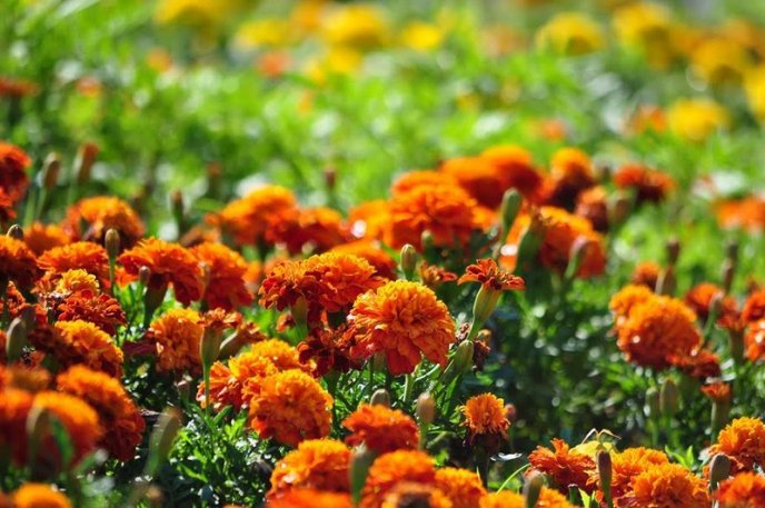 Ужгород буяє квітковим різнобарв’ям – 17