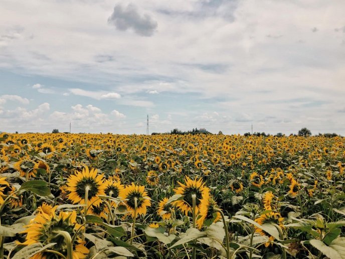 У Мукачеві з’явилася яскрава локація для фото – 02