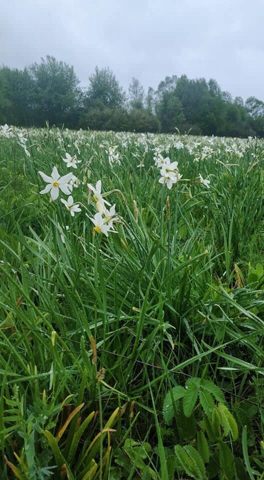 На Закарпатті почала квітнути "Долина нарцисів" – 04