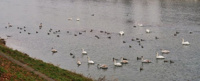 "Пташиний" рекорд в Ужгороді: 25 лебедів прилетіли на річку Уж – 01