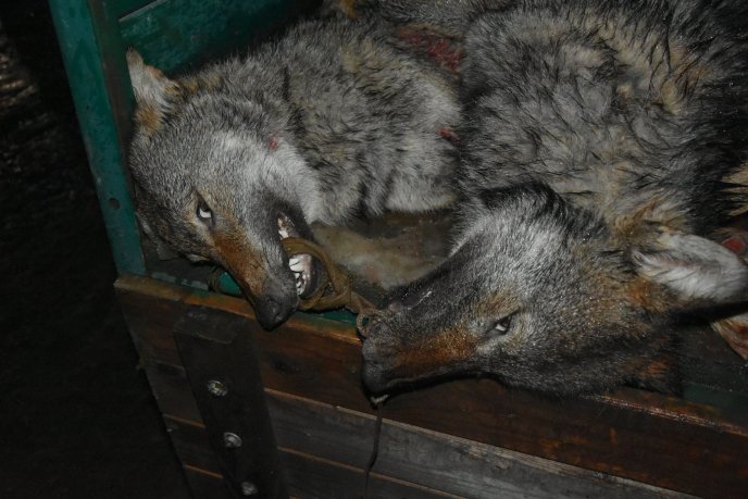 Застрелено шість вовків. Чоловік переконує, що це на Закарпатті, люди у соцмережі обурені – 04