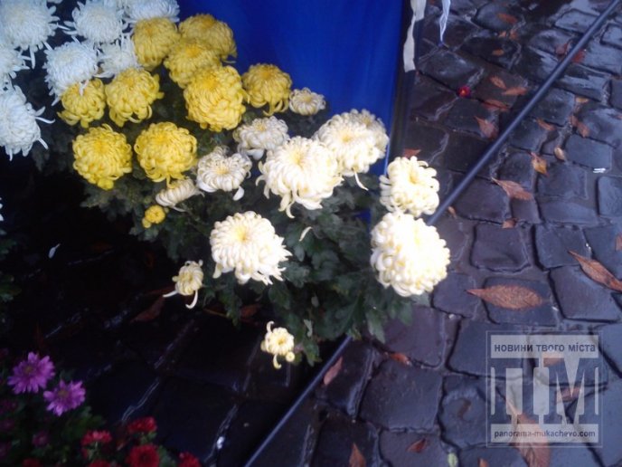 Частина центру Мукачева у вінках та квітах (ФОТО) – 02 Частина центру Мукачева у вінках та квітах (ФОТО) – 02