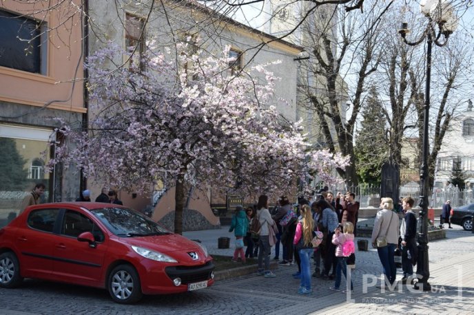 Мукачівці та гості міста вже милуються цвітінням сакур та магнолій – 08