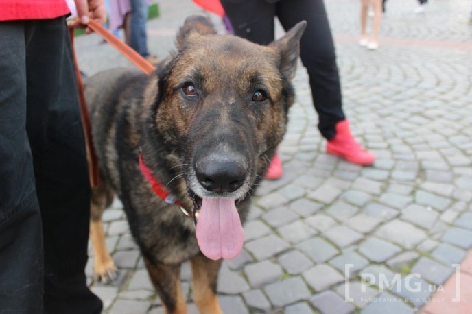 У Мукачеві урочисто відкрили чемпіонат світу зі слідової роботи службових собак – 25