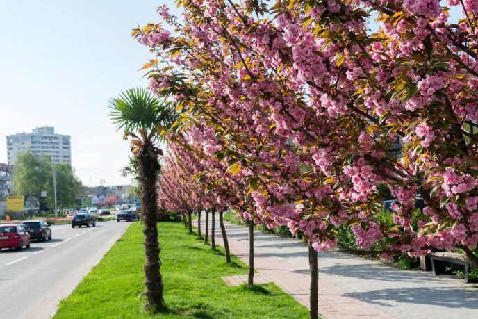 В Ужгороді пік цвітіння сакур: фото, які заворожують красою – 04 В Ужгороді пік цвітіння сакур: фото, які заворожують красою – 04