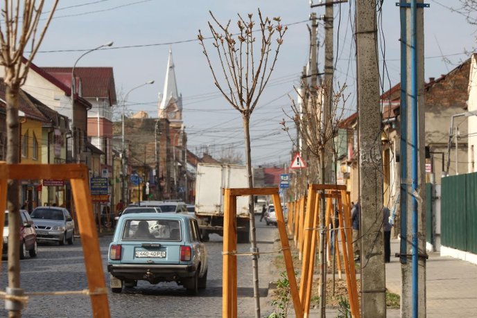 Мерія Мукачева показала кленову алею, висаджену на місці зрізаних дерев на вулиці Духновича – 03