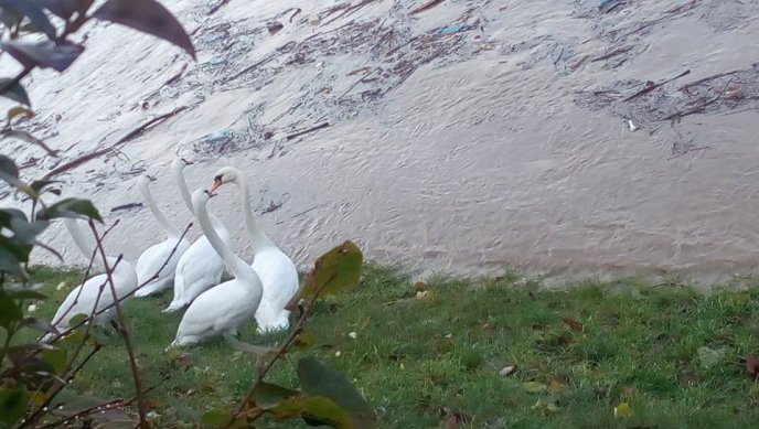 Велика вода річки Уж витіснила лебедів на берег – 05