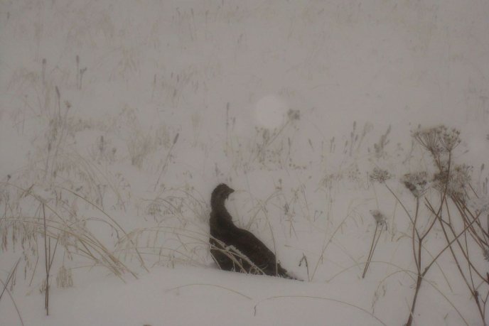 У горах Закарпаття – до 35 сантиметрів снігу, а на низовині зацвів бузок – 07