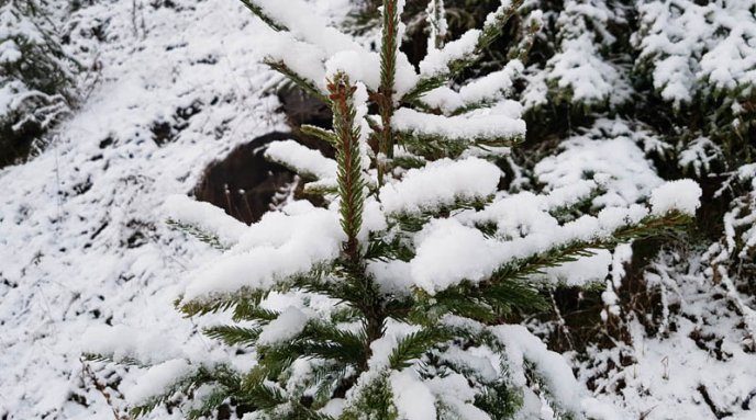 Перевал – у снігу: користувачі мережі милуються засніженими Карпатами – 02