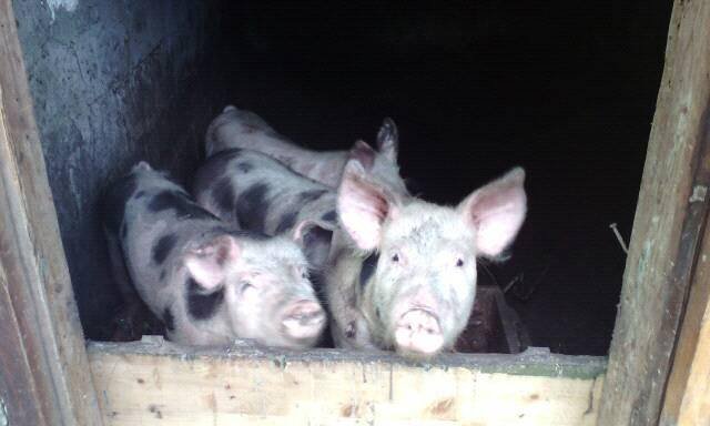 На Донбасі бійці закарпатської 128-ої бригади розвели поросят та цуценят – 02