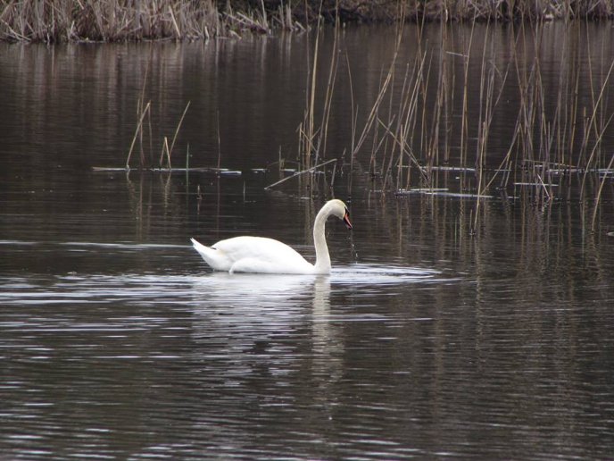 На озерах біля Мукачева оселилася зграя красенів-лебедів – 07