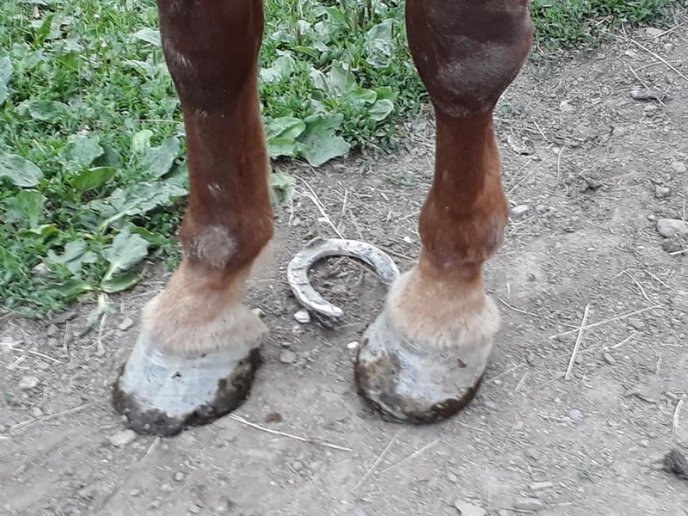 П’яний чоловік прив’язав коня до машини і тягнув тварину по асфальту – 06