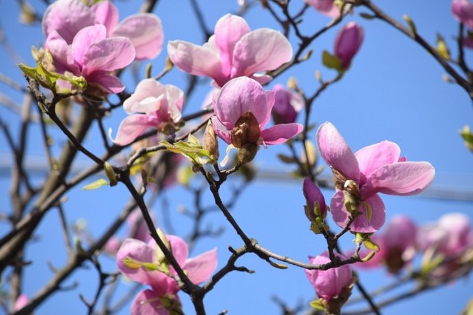 Вишні, магнолії, сакури: із кожним днем в Ужгороді квітне дедалі більше дерев – 14