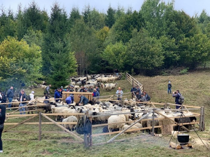 "Випускний" для вівчарів: у гірському селі провели колоритний захід – 02