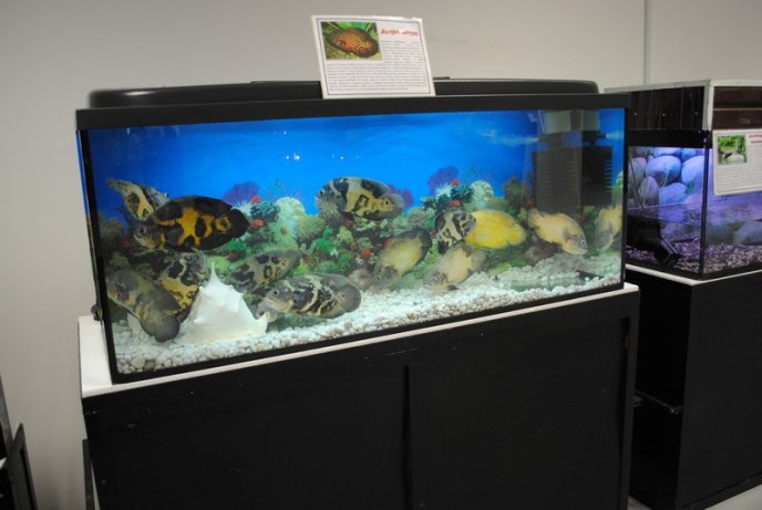 У Мукачеві відкрили виставку риб (ФОТОРЕПОРТАЖ) – 05