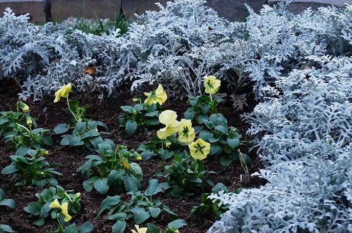 У центрі Мукачева комунальники висадили морозостійкі квіти – 04