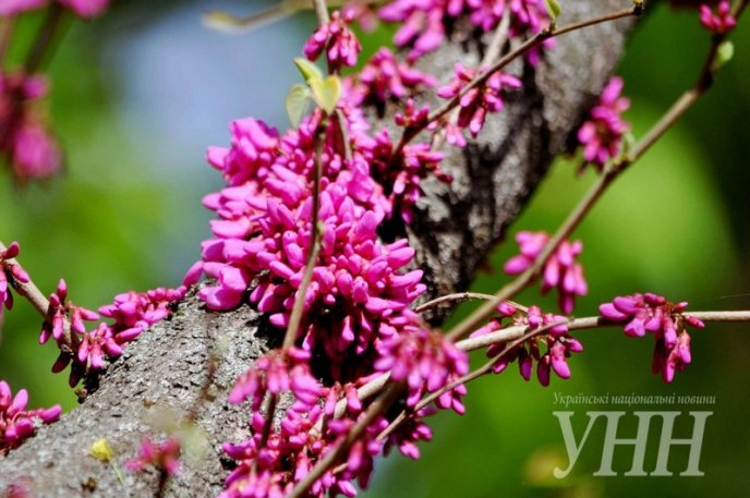 Напередодні Великодня в Ужгороді розквітло Іудине дерево – 07