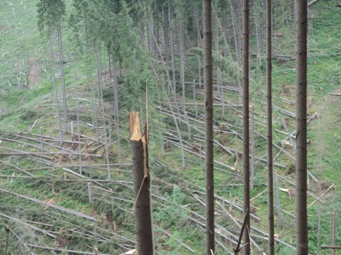 Лісівники показали жахливі наслідки буревію на Тячівщині – 03