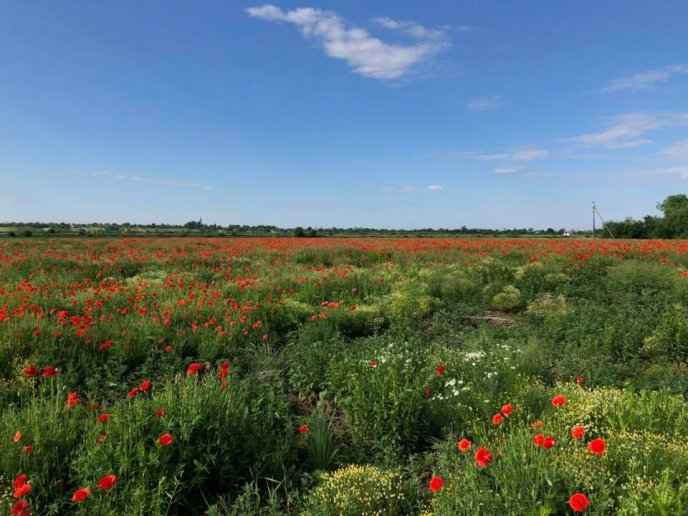 Нове місце для селфі: в інтернет-мережі показали фото мальовничого макового поля на Мукачівщині – 02