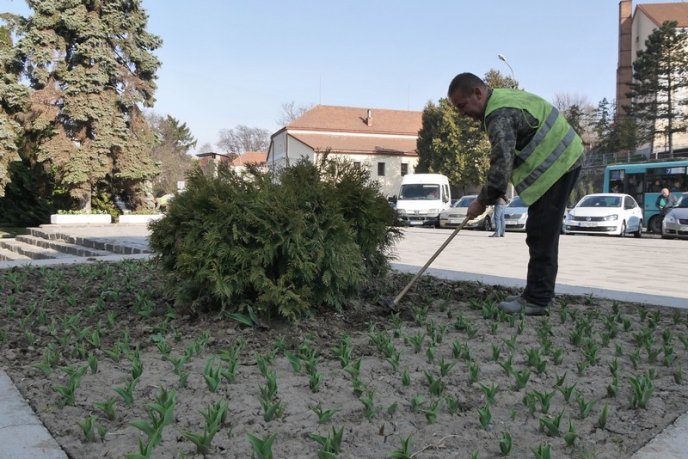 Бегонії, гладіолуси, пеларгонії та півонії: в Ужгороді висаджують сотні квітів – 03