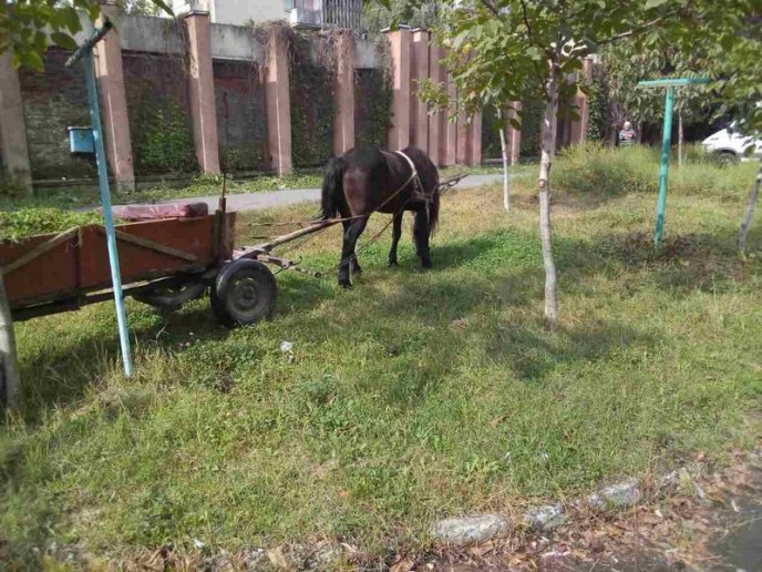 Муніципали складають протоколи на мукачівців, які випасають коней на зелених зонах – 01