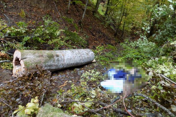 Під час заготівлі дров у лісі загинув закарпатець – 03 Під час заготівлі дров у лісі загинув закарпатець – 03