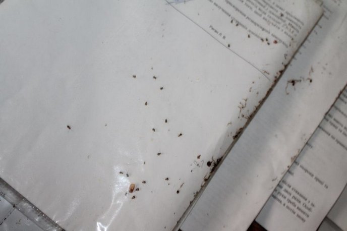 Таргани та оголені дроти: представників прокуратури шокували жахливі умови утримання в’язнів у Закарпатській УВП №9 – 07