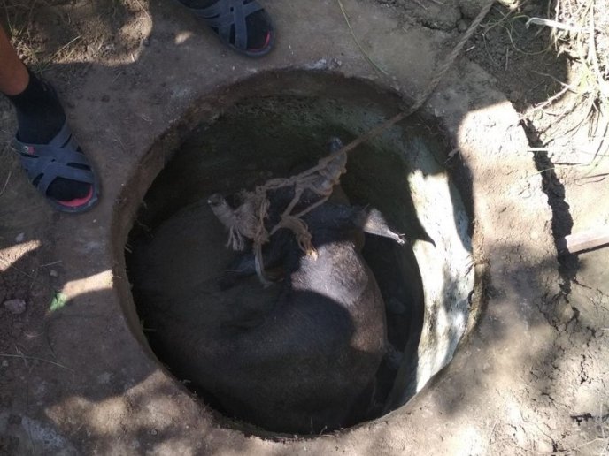 Будні рятувальників: як на Берегівщині корову з каналізаційного люку рятували – 05