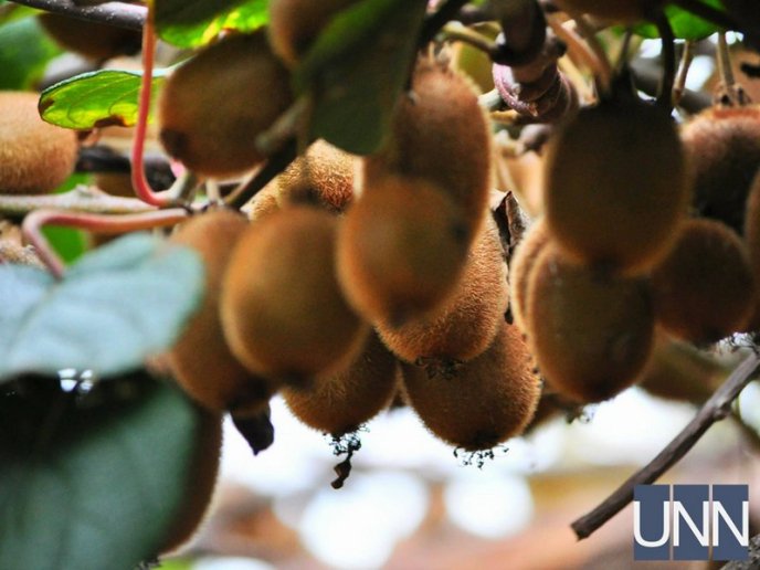 На Закарпатті почали збирати врожай унікального сорту ківі – 02