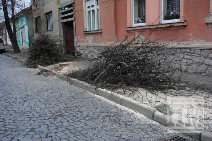 У Мукачеві на вулиці Берегівській спиляли дерево (ФОТО) – 01