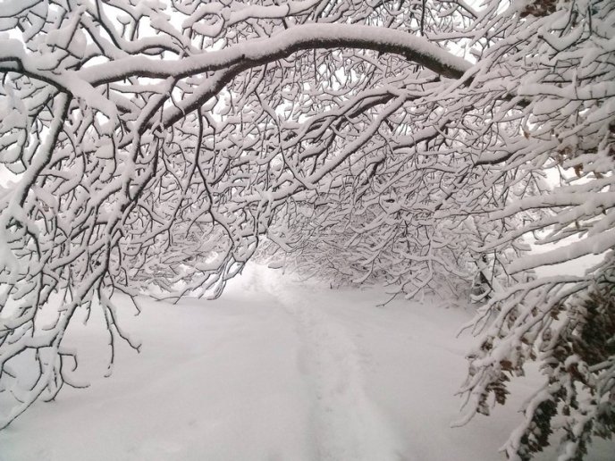 Казкова зима у селі Брестів на Мукачівщині: неймовірні фото – 12