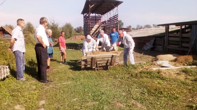 Спочатку тварин присипили, потім скинули у скотомогильник, далі спалили: як на Мукачівщині свиней утилізовують – 02