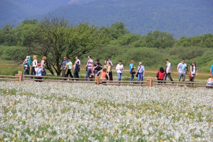 Італійське видання написало про закарпатську Долину нарцисів – 11