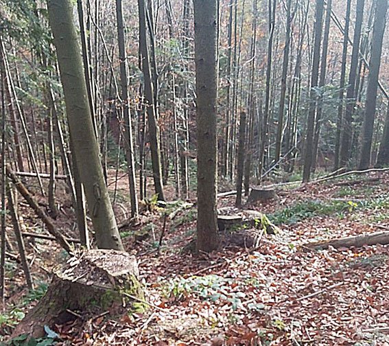 На Закарпатті посадовці лісгоспу "не помітили" вирубку лісів на понад мільйон гривень – 01