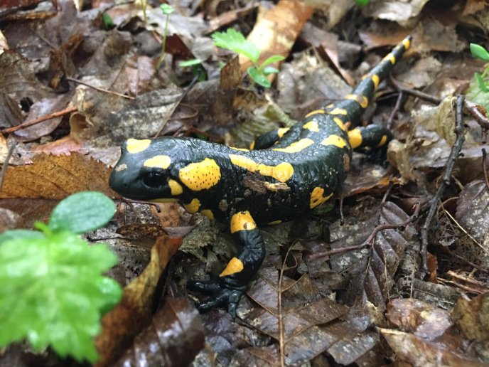 «Весняне диво»: у Карпатах розпочався сезон білих грибів – 08