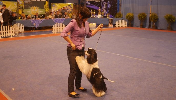 В Ужгороді визначили переможця Міжнародної виставки собак – 08
