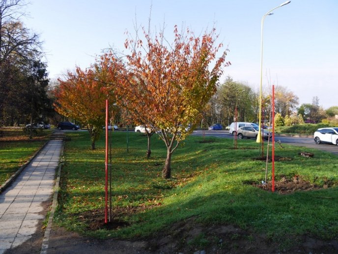 Цього місяця в Ужгороді висадять 250 дерев – 01