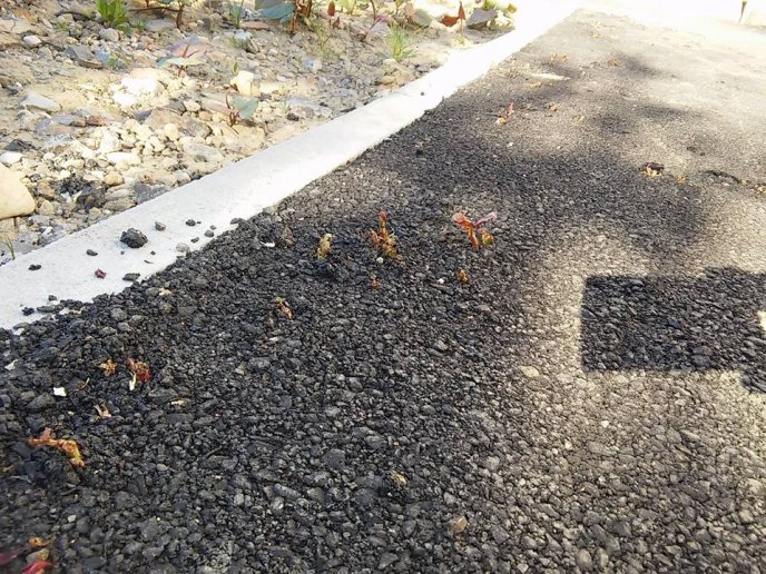 Ще на одній вулиці Мукачева асфальт проріс травою – 03