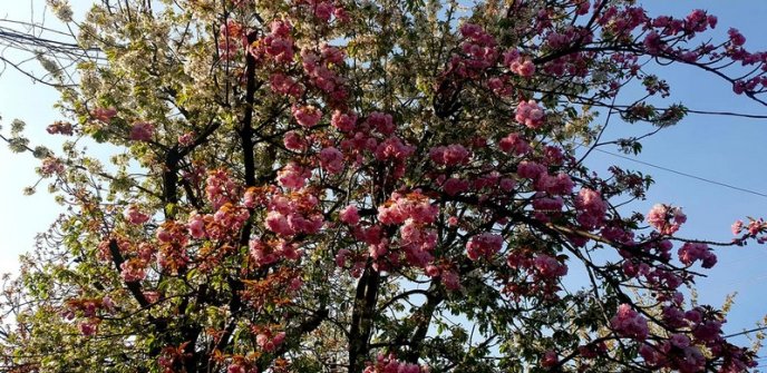 Мукачево потопає у рожевому цвіті сакур – 06
