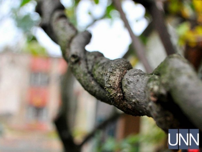 На Закарпатті почали збирати врожай унікального сорту ківі – 08