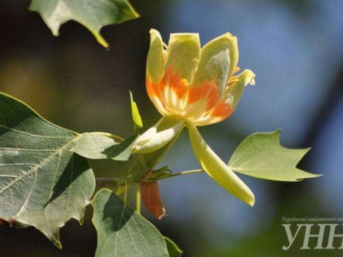 В Ужгороді зацвіло тюльпанове дерево – 02
