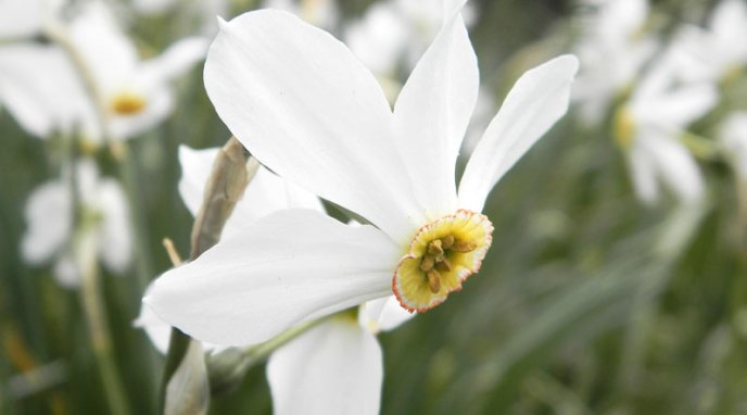 Закарпатська Долина нарцисів вразила туристів зі США – 03