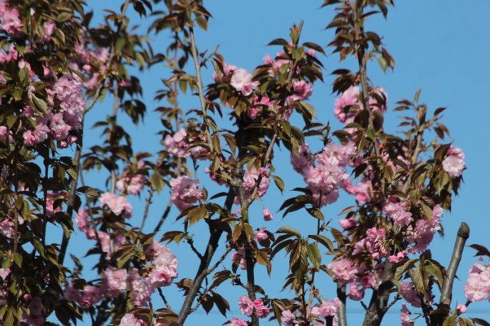 Неймовірна краса: у Мукачеві квітне найдовша алея сакур на Закарпатті – 06