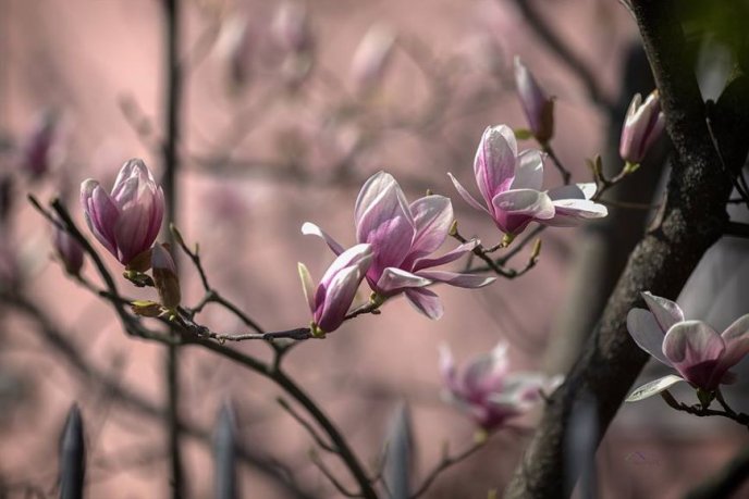 Краса в Ужгороді: у місті розцвіли магнолії – 01