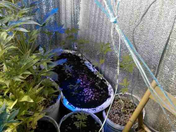 У Чопі чоловік виготовляв наркотики. Якби встиг продати – отримав би мільйон гривень – 03 У Чопі чоловік виготовляв наркотики. Якби встиг продати – отримав би мільйон гривень – 03