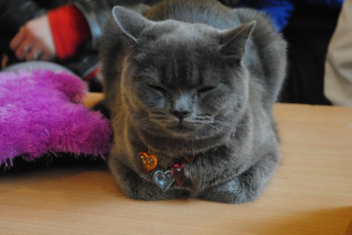 В Ужгороді відбувся конкурс краси серед котів "Міс Кіс – 2017" – 09